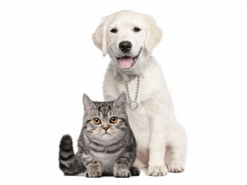 Comment transporter un chat en voiture